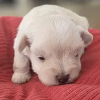 Little White Girl , a female Miniature Schnauzer for sale in Fayetteville, NC – 2 of 10
