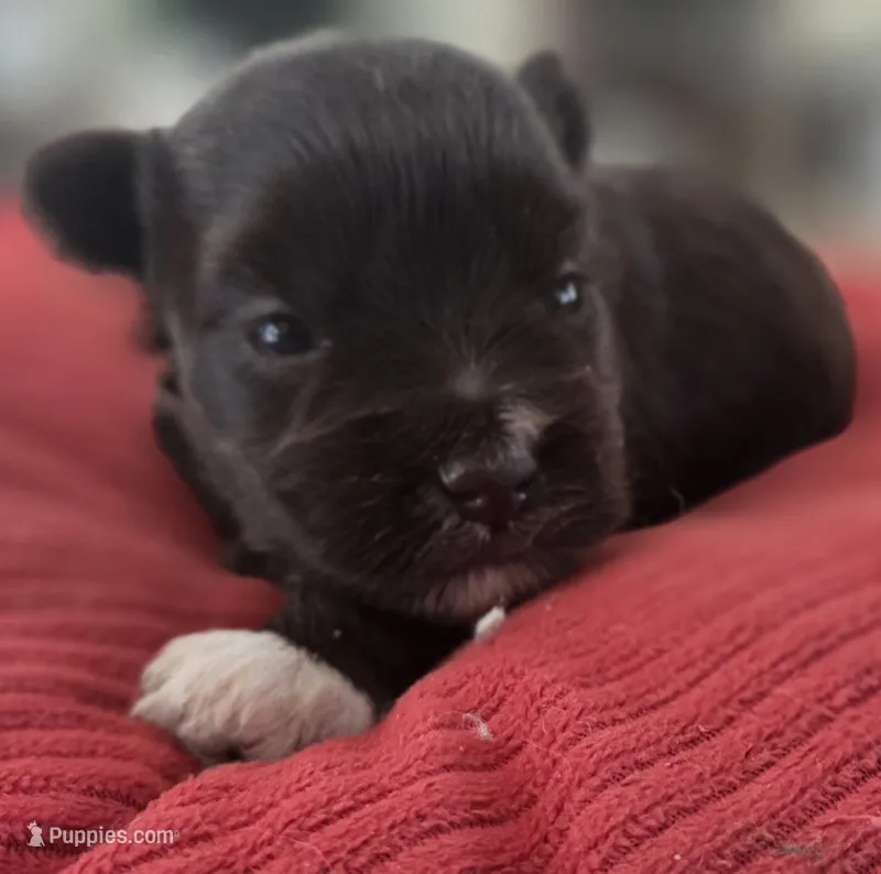 Chocolate girl , a female Miniature Schnauzer for sale in Fayetteville, NC – 1 of 10