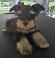 Chocolate & Tan girl , a female Miniature Schnauzer for sale in Fayetteville, NC – 5 of 10