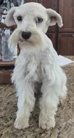 CIELO, a female Miniature Schnauzer for sale in Fayetteville, NC – 5 of 8