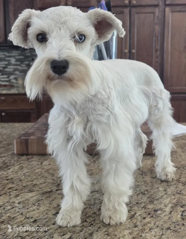 CIELO – Miniature Schnauzer puppy for sale in Fayetteville, NC