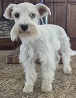 CIELO, a female Miniature Schnauzer for sale in Fayetteville, NC – 1 of 8