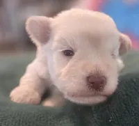 Chela's White Boy, a male Miniature Schnauzer for sale in Fayetteville, NC – 3 of 5