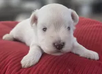 Big white Girl , a female Miniature Schnauzer for sale in Fayetteville, NC – 3 of 9