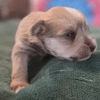 Chocolate pepper parti Boy , a male Miniature Schnauzer for sale in Fayetteville, NC – 8 of 9