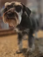 Pepita, a female Miniature Schnauzer for sale in Fayetteville, NC – 2 of 10
