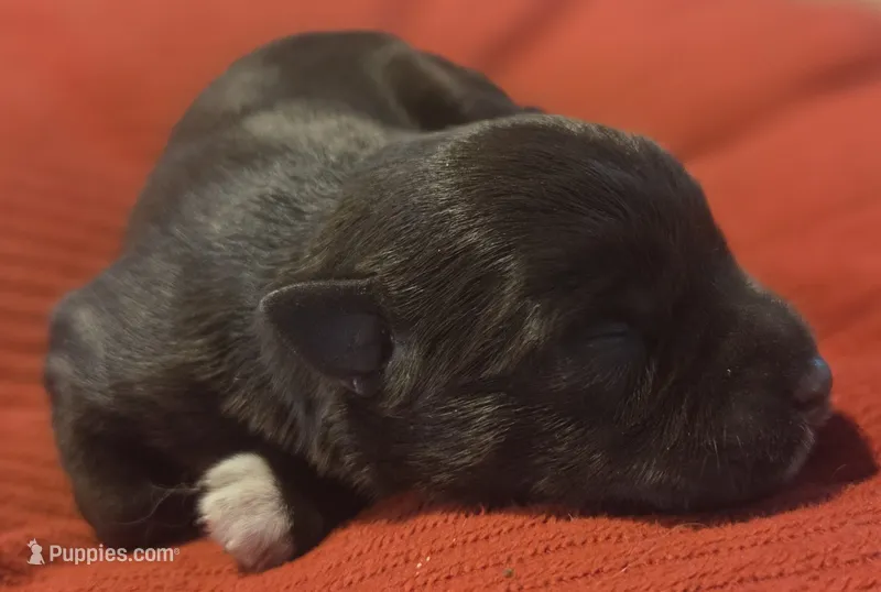 Chocolate girl  – Miniature Schnauzer puppy for sale in Fayetteville, NC