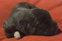 Chocolate girl , a female Miniature Schnauzer for sale in Fayetteville, NC – 1 of 2