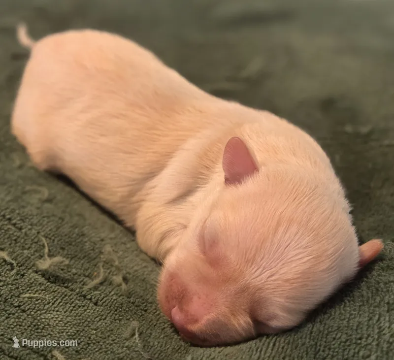 White Boy.  – Miniature Schnauzer puppy for sale in Fayetteville, NC