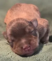 Chocolate pepper boy, a male Miniature Schnauzer for sale in Fayetteville, NC – 1 of 2
