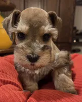 Rosie's girl Red/Sable Pepper , a female Miniature Schnauzer for sale in Fayetteville, NC – 7 of 9