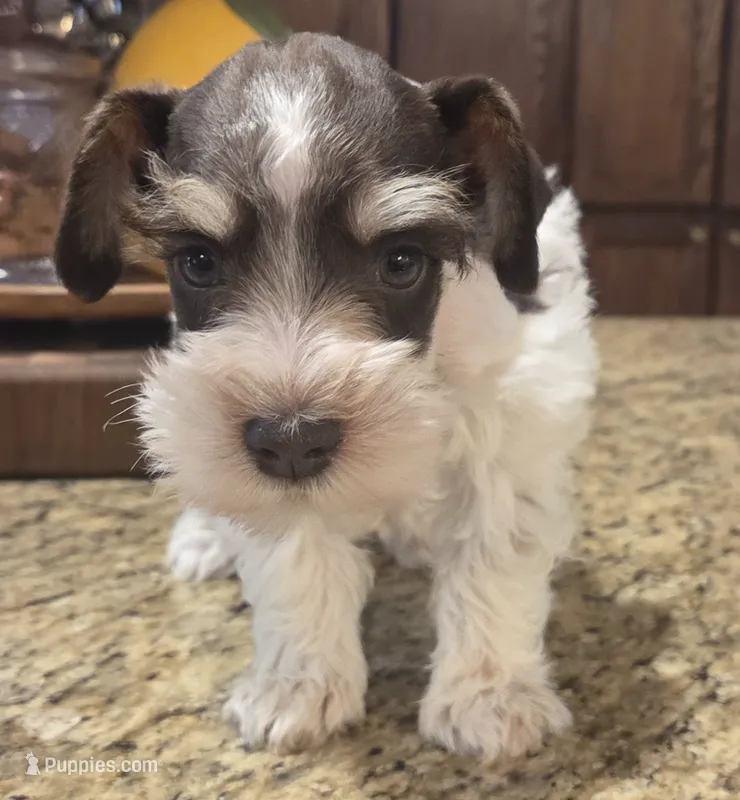 Rosie's Boy LP – Miniature Schnauzer puppy for sale in Fayetteville, NC