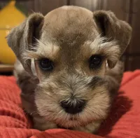 Rosie's girl Red/Sable Pepper , a female Miniature Schnauzer for sale in Fayetteville, NC – 3 of 9