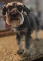 Pepita, a female Miniature Schnauzer for sale in Fayetteville, NC – 6 of 10