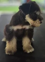 Chocolate & Tan girl , a female Miniature Schnauzer for sale in Fayetteville, NC – 6 of 10