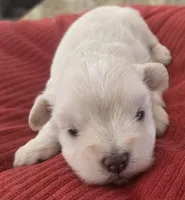 Little White Girl , a female Miniature Schnauzer for sale in Fayetteville, NC – 7 of 10
