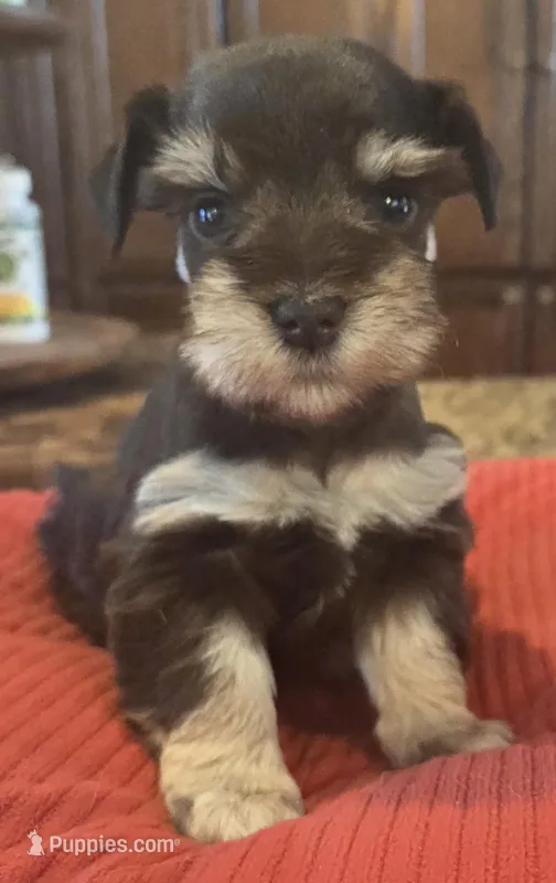 Chocolate and Tan Girl