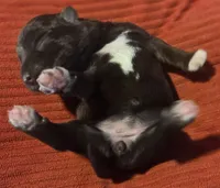 Chocolate girl , a female Miniature Schnauzer for sale in Fayetteville, NC – 2 of 2