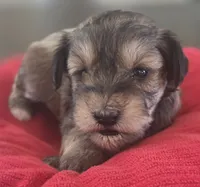 Rosie's girl Liver Pepper , a female Miniature Schnauzer for sale in Fayetteville, NC – 2 of 7