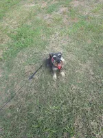 Pepita, a female Miniature Schnauzer for sale in Fayetteville, NC – 9 of 10