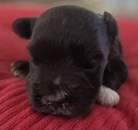 Chocolate girl , a female Miniature Schnauzer for sale in Fayetteville, NC – 4 of 10