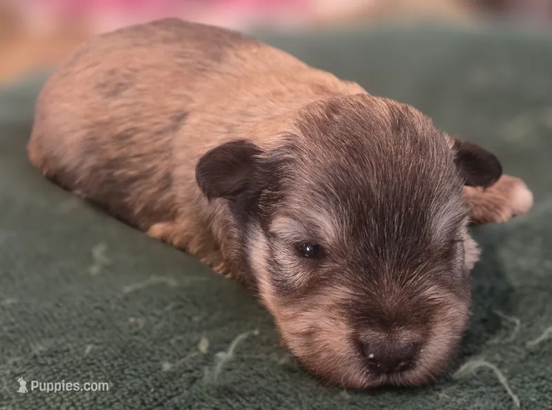 Chocolate pepper boy – Miniature Schnauzer puppy for sale in Fayetteville, NC