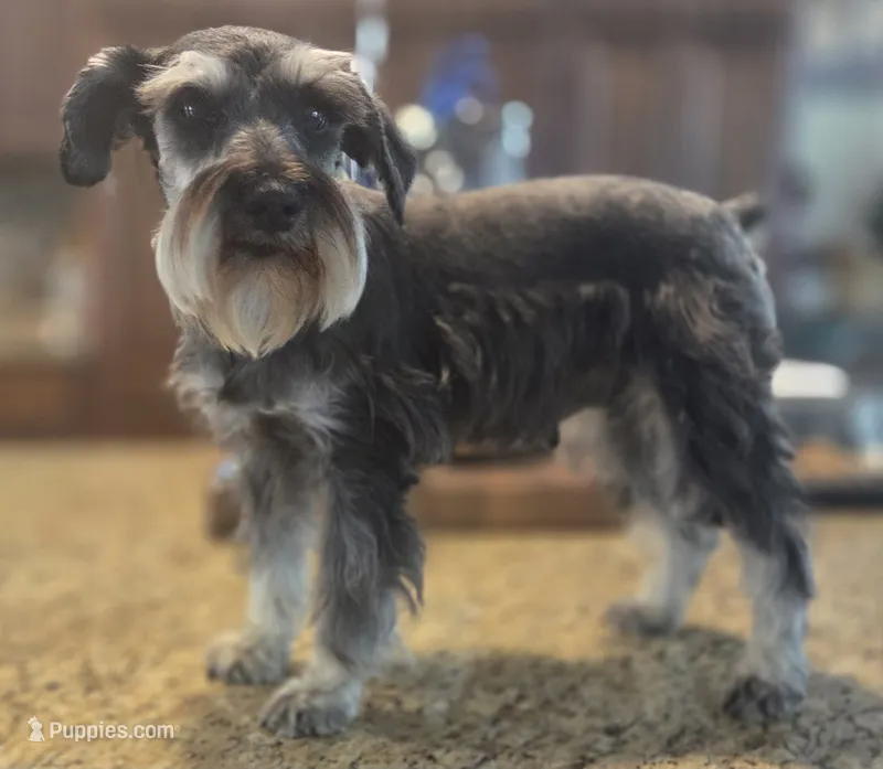 Pepita – Miniature Schnauzer puppy for sale in Fayetteville, NC