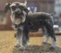 Pepita, a female Miniature Schnauzer for sale in Fayetteville, NC – 1 of 10