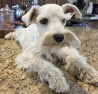 CIELO, a female Miniature Schnauzer for sale in Fayetteville, NC – 10 of 10