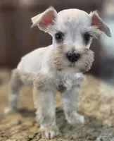 Cream boy , a male Miniature Schnauzer for sale in Fayetteville, NC – 2 of 4
