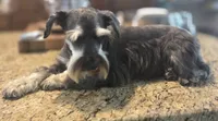 Pepita, a female Miniature Schnauzer for sale in Fayetteville, NC – 8 of 10