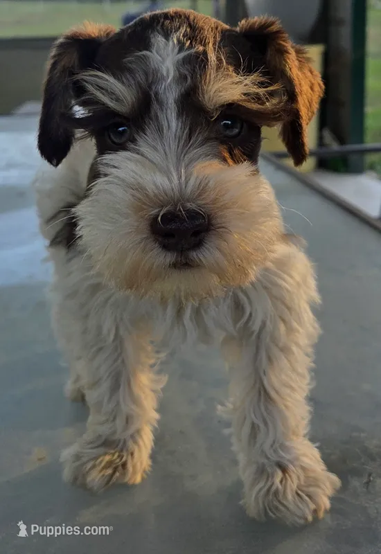 Rosie's Boy LP – Miniature Schnauzer puppy for sale in Fayetteville, NC