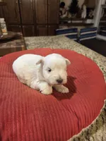 processed/9e7356b4-b4b4-4e28-819a-4d90064c5e4e/listing/a085173d-7e7b-4ed3-823f-b40aec9795b9/35f41de3-26e0-4382-a70d-4970dce51d57