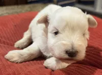 processed/9e7356b4-b4b4-4e28-819a-4d90064c5e4e/listing/a085173d-7e7b-4ed3-823f-b40aec9795b9/5881e005-6cac-48c3-a443-12b6231ca6dd