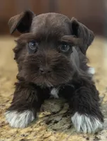 Chocolate girl , a female Miniature Schnauzer for sale in Fayetteville, NC – 3 of 9