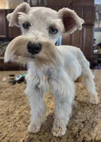 CIELO, a female Miniature Schnauzer for sale in Fayetteville, NC – 8 of 10