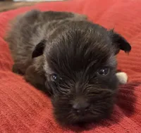 Little Chocolate Girl , a female Miniature Schnauzer for sale in Fayetteville, NC – Photo 4 of 6