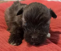 Little Chocolate Girl , a female Miniature Schnauzer for sale in Fayetteville, NC – Photo 6 of 6