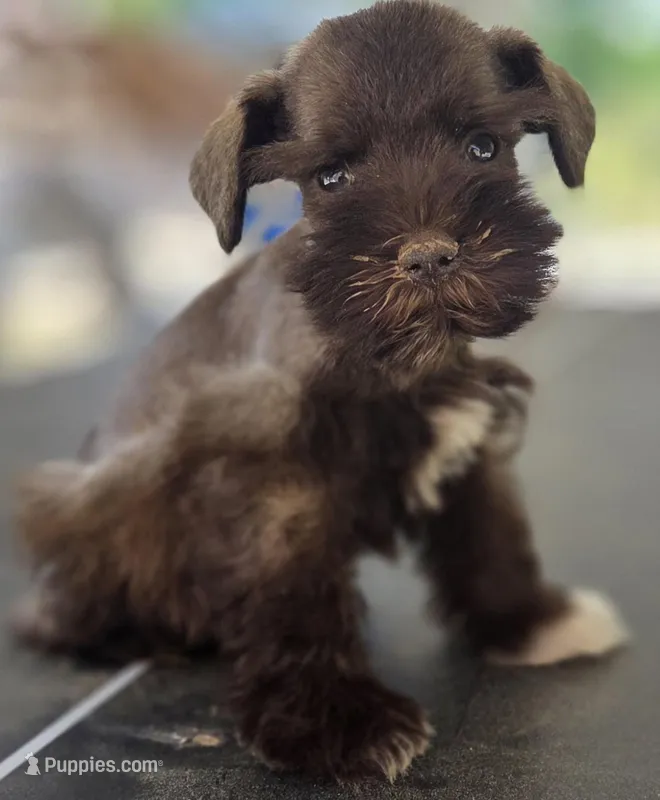 Little Chocolate Girl  – Miniature Schnauzer puppy for sale in Fayetteville, NC