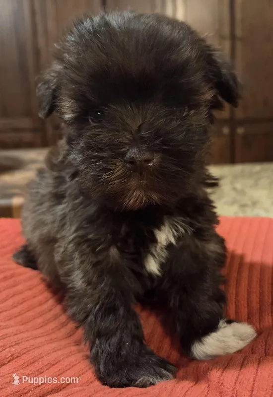 Little Chocolate Girl  – Miniature Schnauzer puppy for sale in Fayetteville, NC