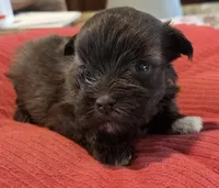 Little Chocolate Girl , a female Miniature Schnauzer for sale in Fayetteville, NC – Photo 3 of 6