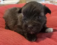 Little Chocolate Girl , a female Miniature Schnauzer for sale in Fayetteville, NC – Photo 2 of 6