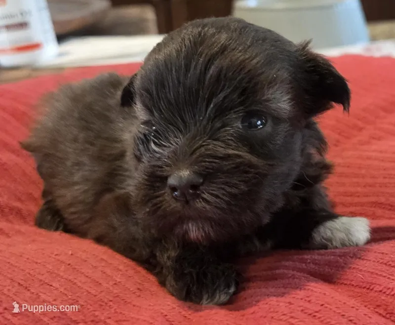 Little Chocolate Girl  – Miniature Schnauzer puppy for sale in Fayetteville, NC
