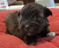 Little Chocolate Girl , a female Miniature Schnauzer for sale in Fayetteville, NC – Photo 1 of 6