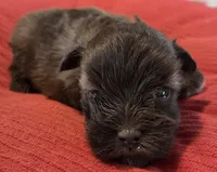 Little Chocolate Girl , a female Miniature Schnauzer for sale in Fayetteville, NC – Photo 5 of 6