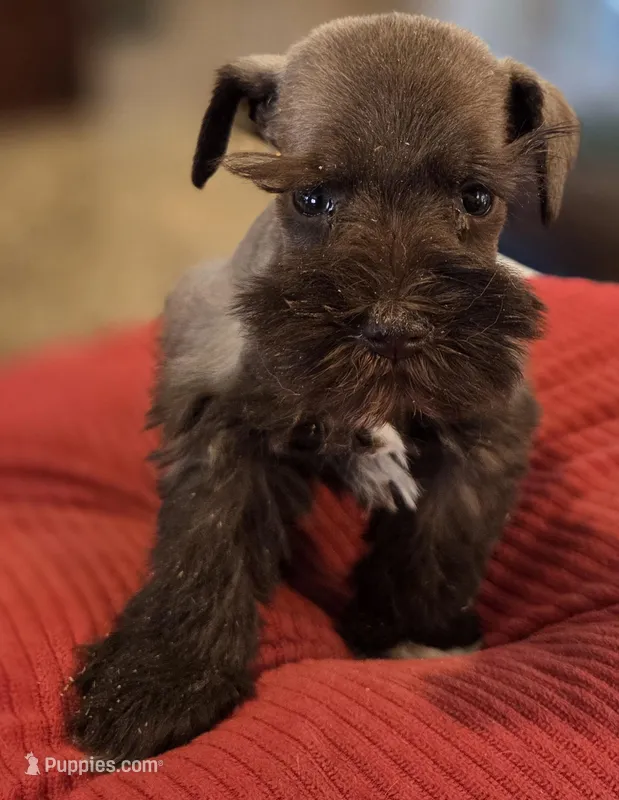 Little Chocolate Girl  – Miniature Schnauzer puppy for sale in Fayetteville, NC