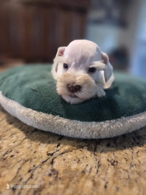 Chela's White Boy – Miniature Schnauzer puppy for sale in Fayetteville, NC