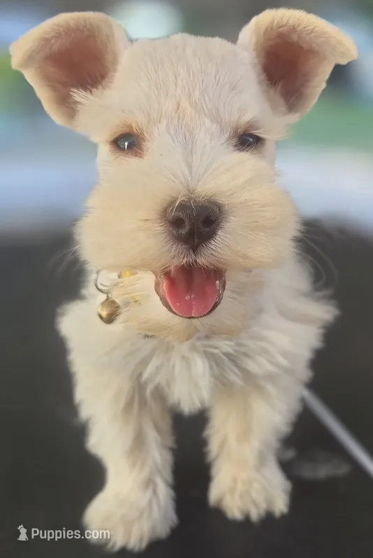 White Girl Chocolate nose 1 blue eye – Miniature Schnauzer puppy for sale in Fayetteville, NC