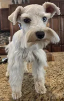 CIELO, a female Miniature Schnauzer for sale in Fayetteville, NC – 3 of 10