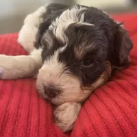 Rosie's Boy  BP, a male Miniature Schnauzer for sale in Fayetteville, NC – 9 of 10
